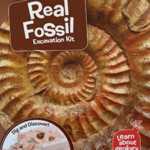 Real Fossil Kit